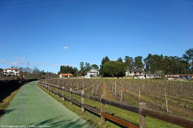O piso verde da Ecopista do Dão a atravessar vinhas, em Canas de Santa Maria