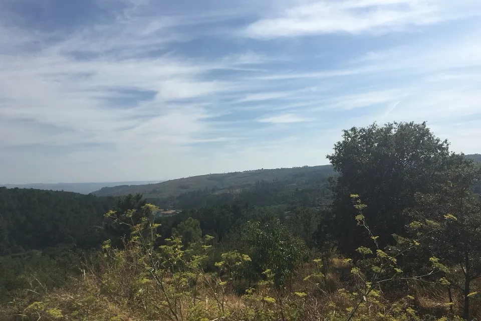 Colinas de pinhal e mato seco, com erva-doce em primeiro plano, na paisagem de Cavernães