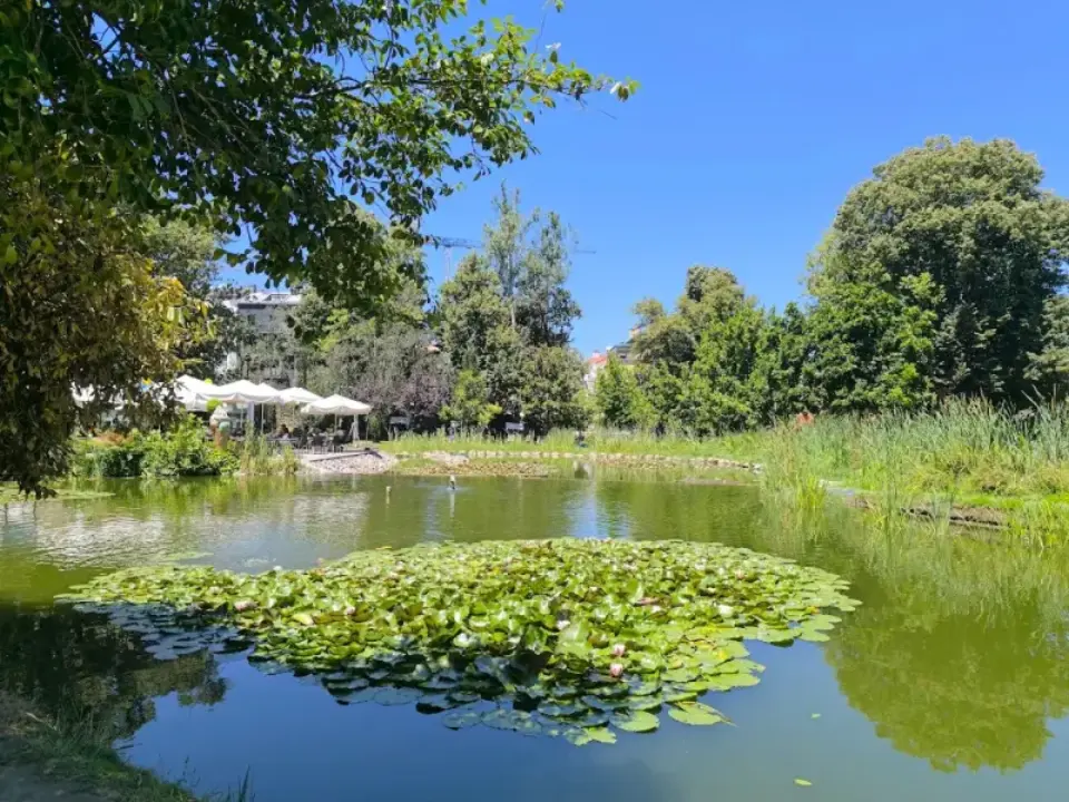 Lago com nenúfares no Jardim Aquilino Ribeiro, em Viseu