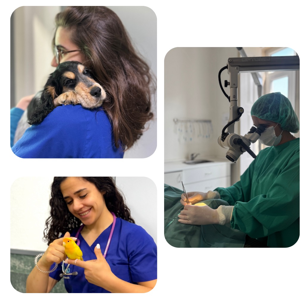 Hospital Veterinário maisVIDA